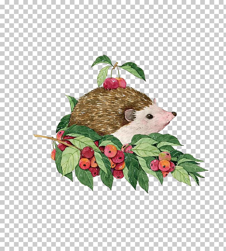 Hedgehog Watercolor painting Illustration, Hedgehog fruit