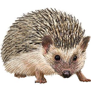 Hedgehog clipart graphics.