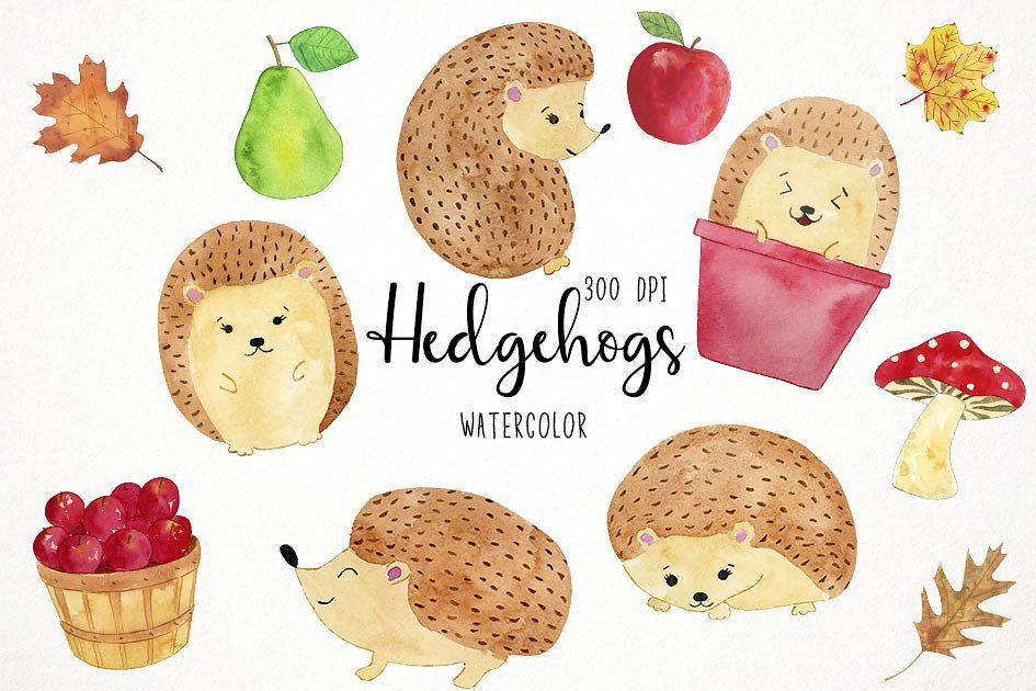 Watercolor hedgehogs clipart.