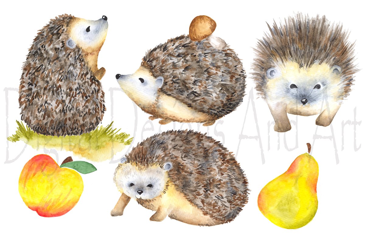 Watercolor hedgehog clipart