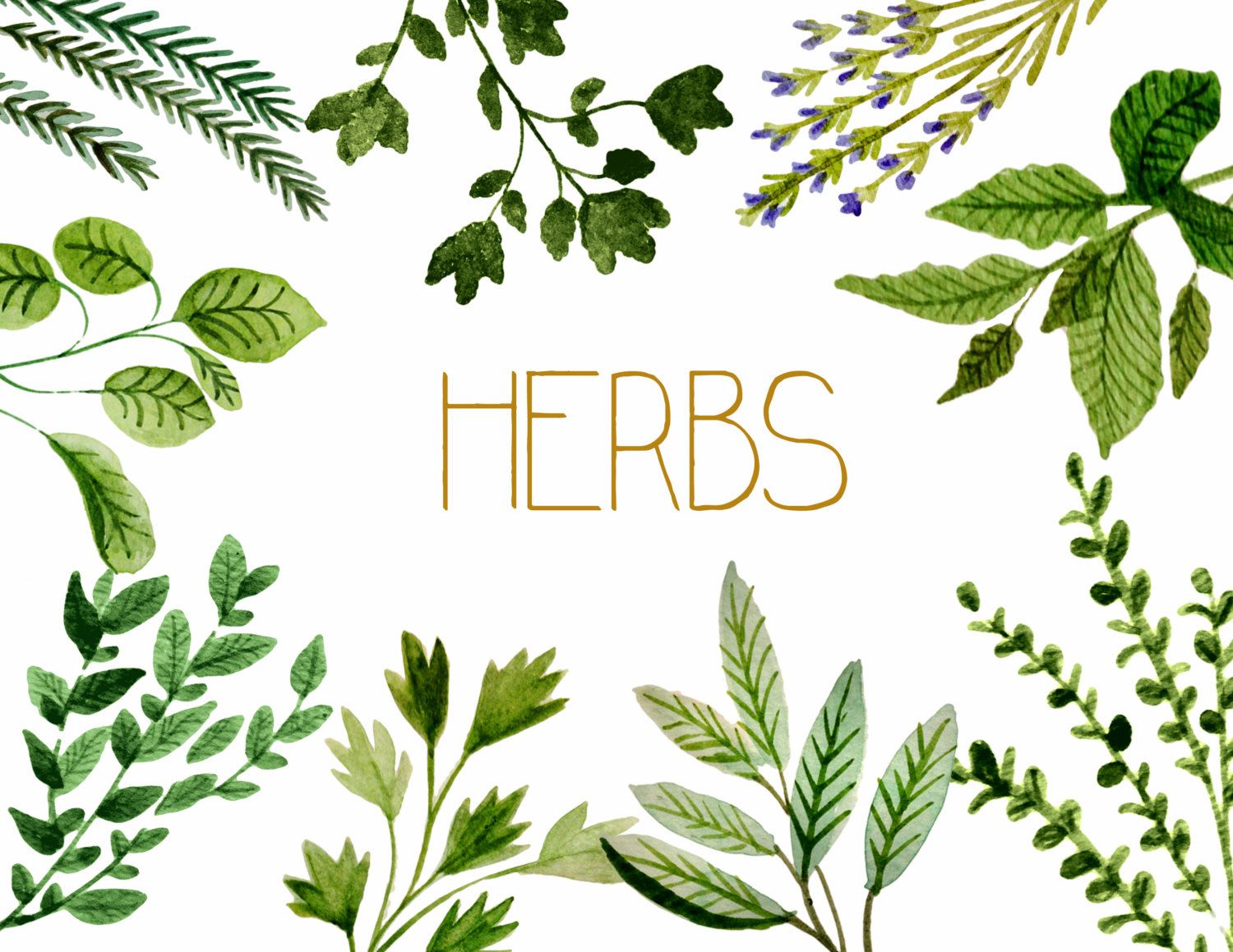 Herbs clipart watercolor.