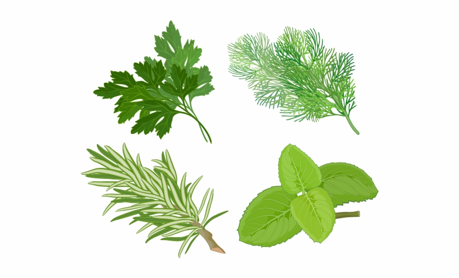 Svg Freeuse Library Herb Basil Spice Clip Art Herbs