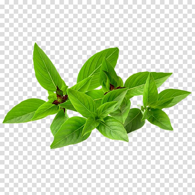 Green herbs thai.