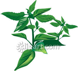 Herbsbasil plant royalty.