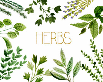 herbs clipart border