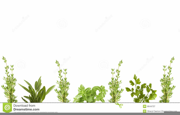 Free Herbs Clipart border, Download Free Clip Art on Owips