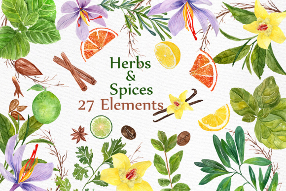 Herbs and spices clipart WATERCOLOR HERBS Herb flower clipart Lemon lime  clipart