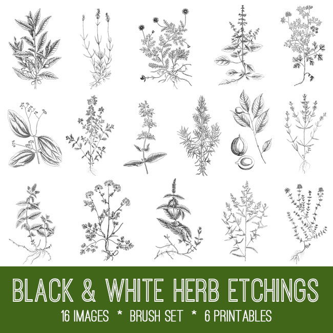 Vintage herbs image.