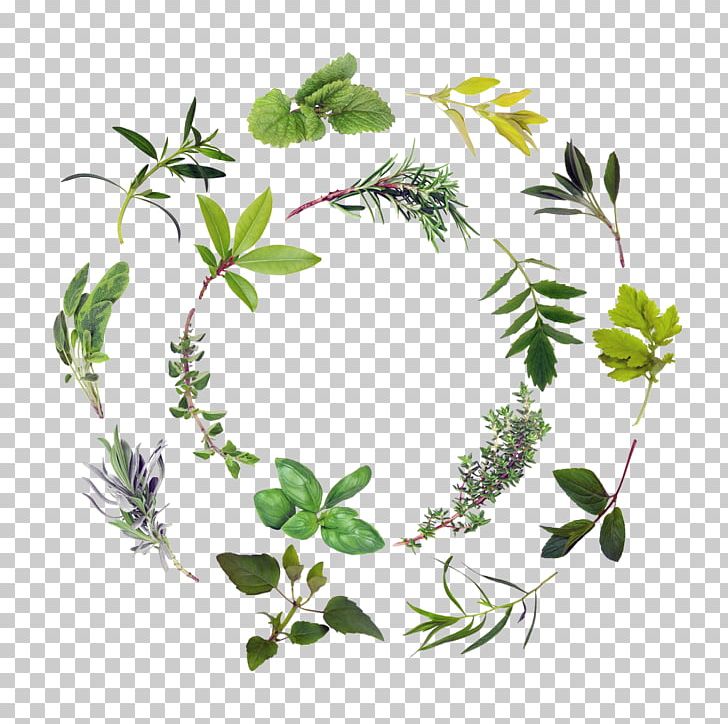 Green herbs png.