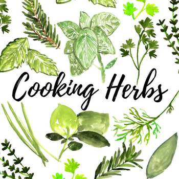 Watercolor culinary cook herb clipart