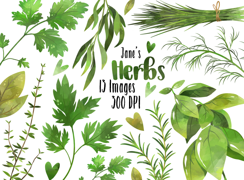 Culinary herbs graphics.