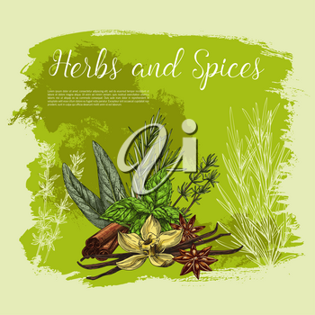 Herbs and spices vector poster