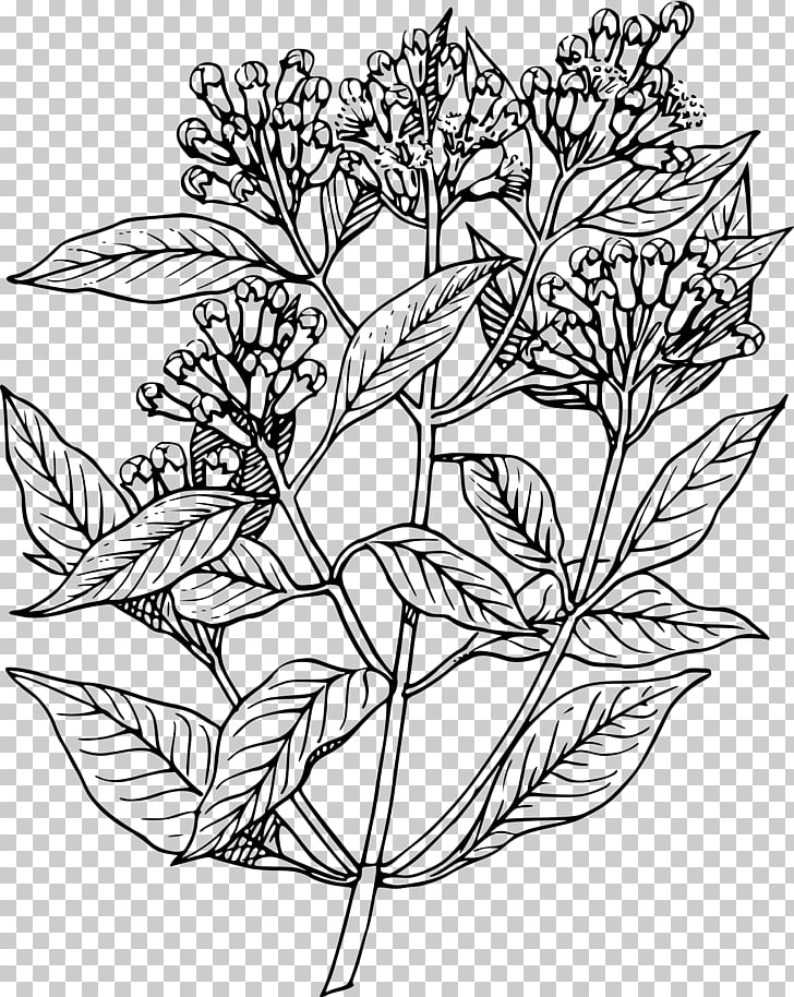 Drawing Apple Mint Herb , herbs PNG clipart