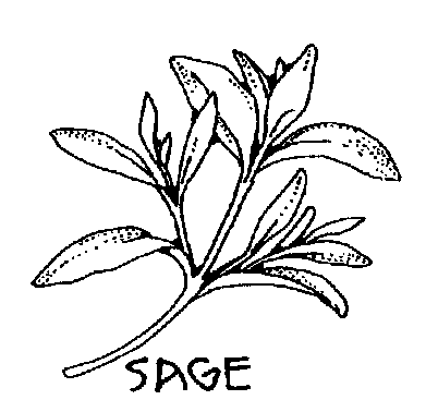 Sage Bw Clipart