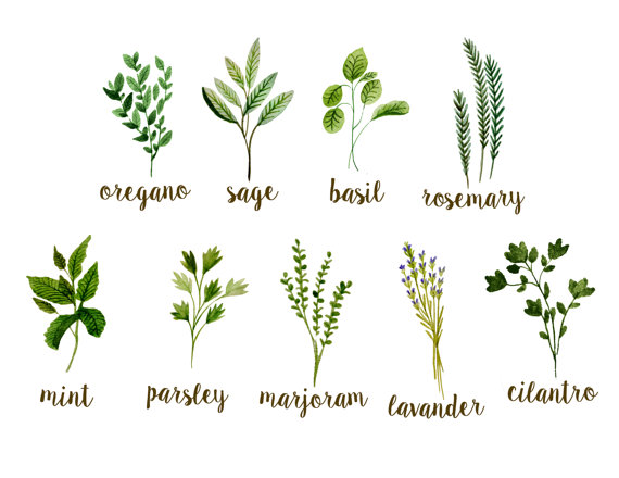 Herbs clipart watercolor.