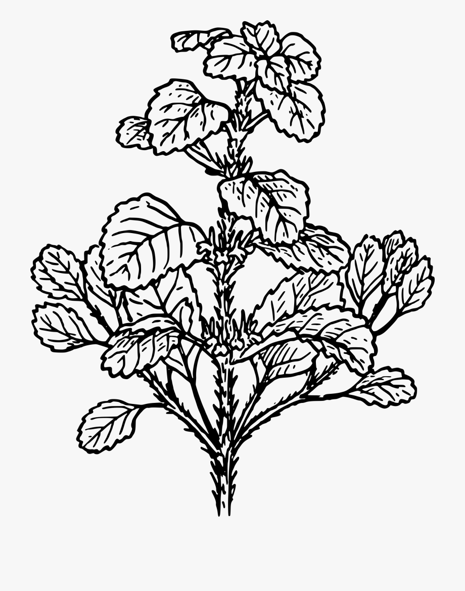 Herb Clipart Black And White