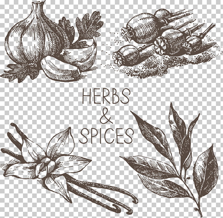 Drawing , Floating herbs spices, herb and spices sketch PNG