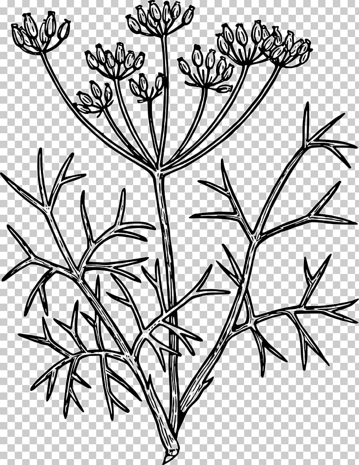Fennel Drawing Herb , Herbs PNG clipart
