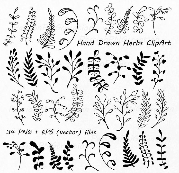 Hand drawn herbs.
