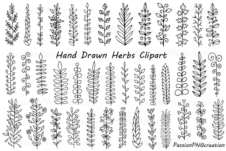 Hand drawn herbs.