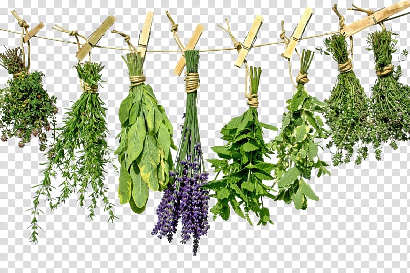 Green leaves on drying rack, Tea Herb Greek cuisine Health