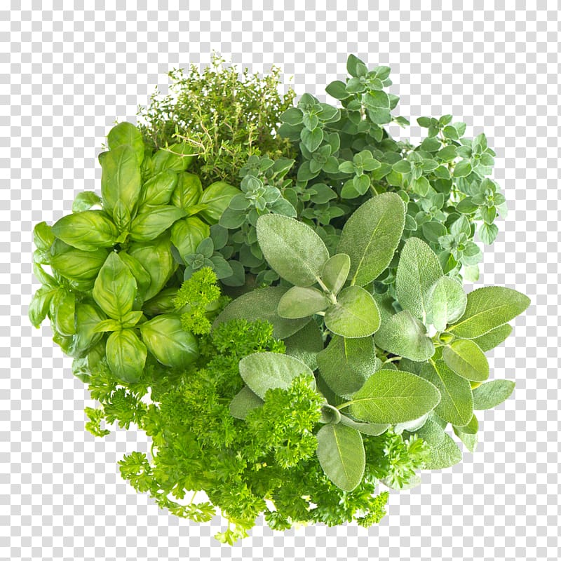 Herb Organic food Health Spice, health transparent