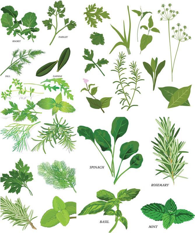 Herbs illustrations vector.