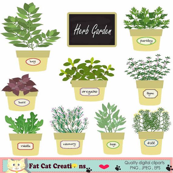 Herb garden , herbal plant collection , digital clipart