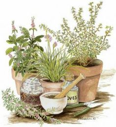 Free Herb Garden Cliparts, Download Free Clip Art, Free Clip