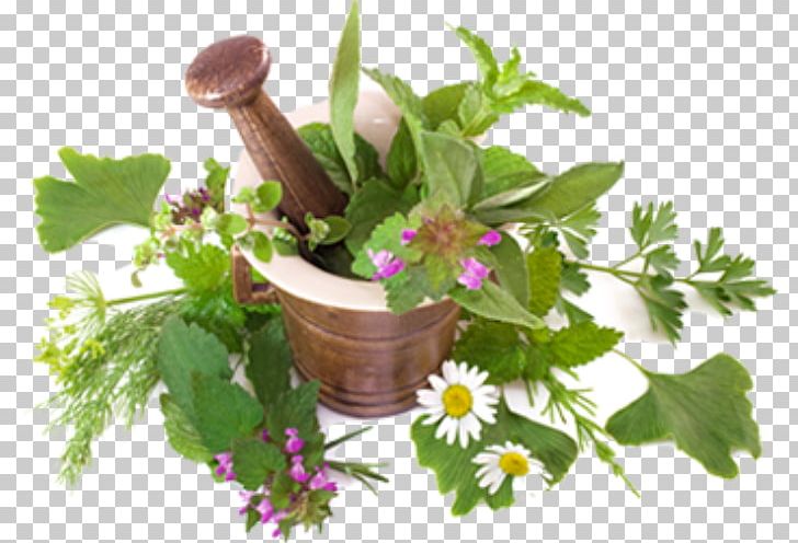 Ayurveda Herbs Medicinal Plants Medicine The Herbalist PNG