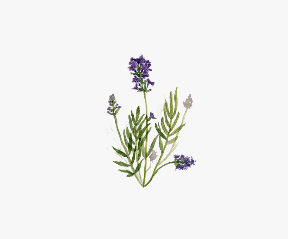 Lavendar Drawing Lavender Herb
