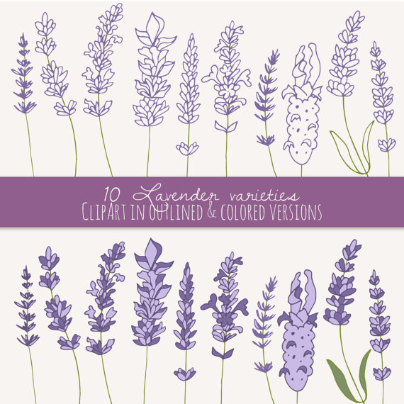 Lavender Clipart Set, Herb Clip Art, Herbal Clipart