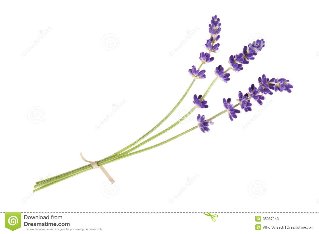 herbs clipart lavender