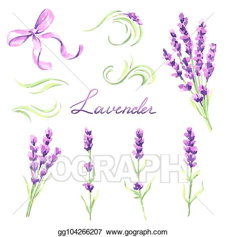 Vector illustration lavender.