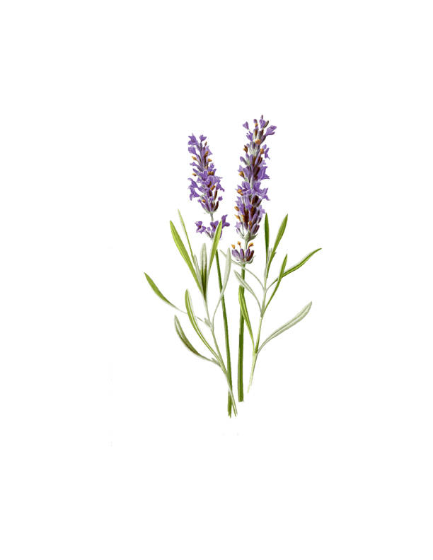 Lavender herb clipart