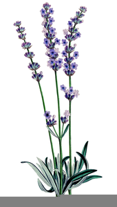 Lavender Herb Clipart Plant