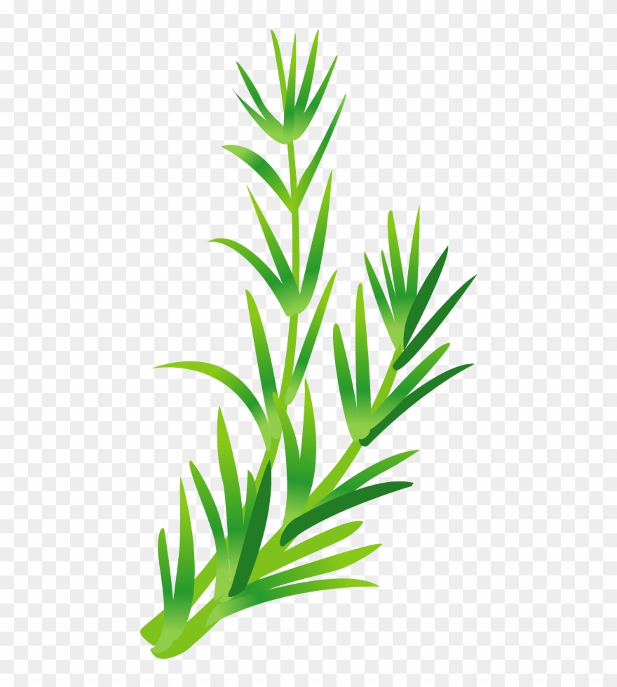 Leaf vegetable herb.
