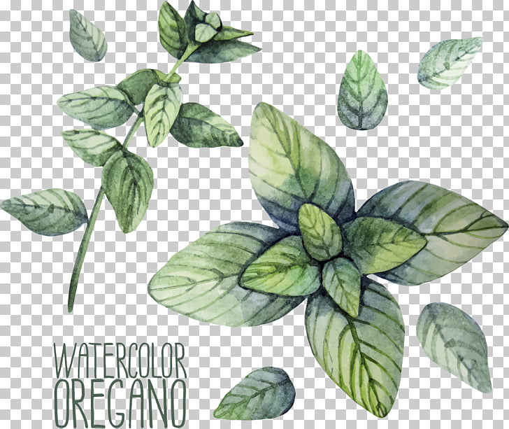 Herb oregano watercolor.