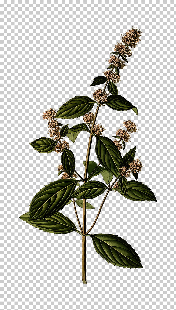 Peppermint Mentha spicata Herb Mints Water Mint, plant PNG