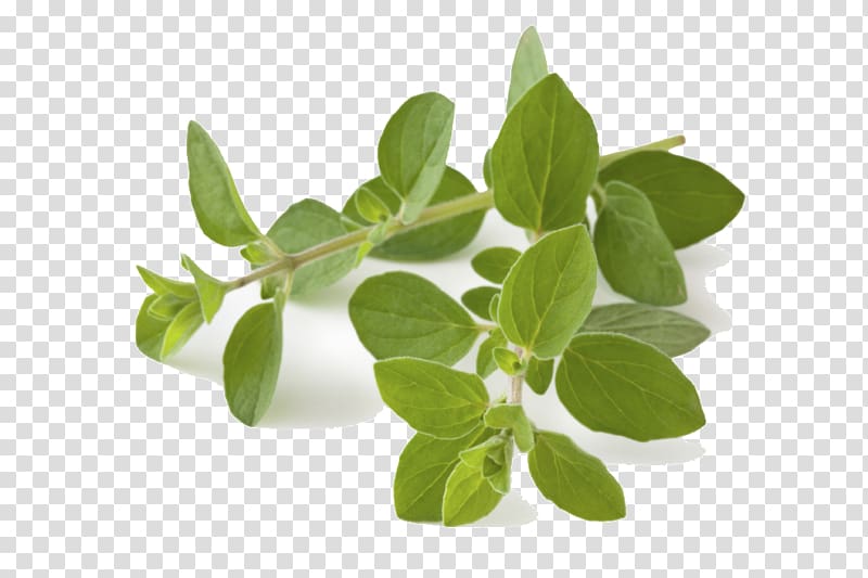 Oregano herb greek.