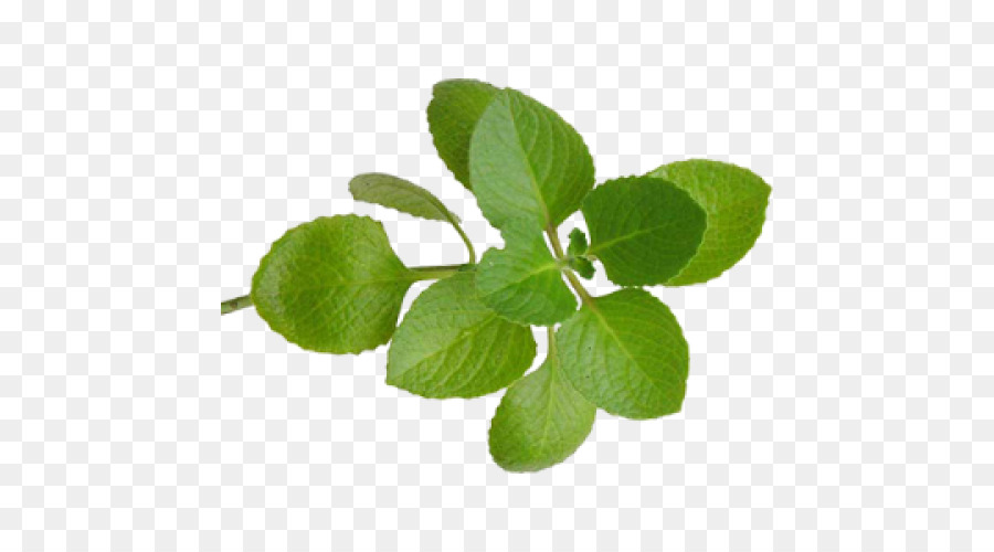Mint Leaf clipart