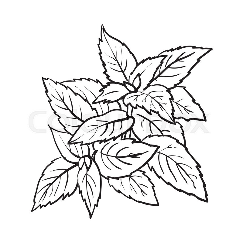 Collection of Herbs clipart