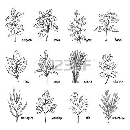 herbs clipart outline