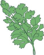 Herbs parsley clipart.