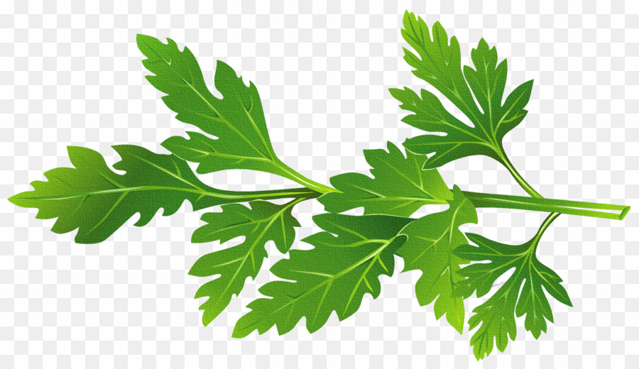 Herbs PNG Herb Clipart download