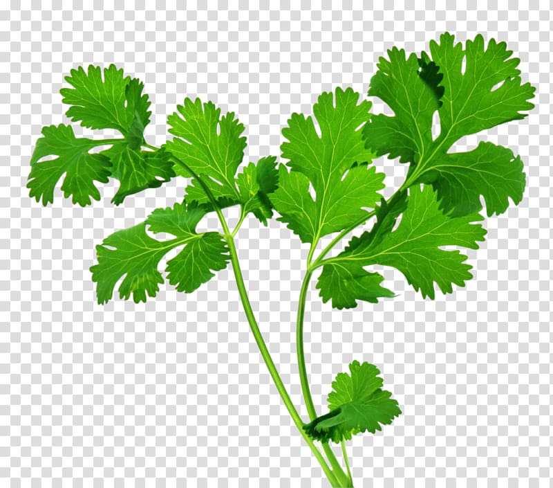 Celery illustration, Organic food Coriander Indian cuisine
