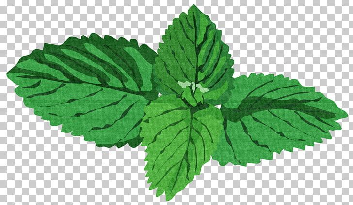 Peppermint Herb Water Mint Basil PNG, Clipart, Agonis
