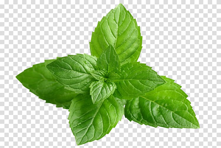 Green leafed plant, Peppermint Mentha spicata Extract Herb