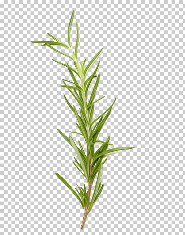 Rosemary herb rosmarinic.