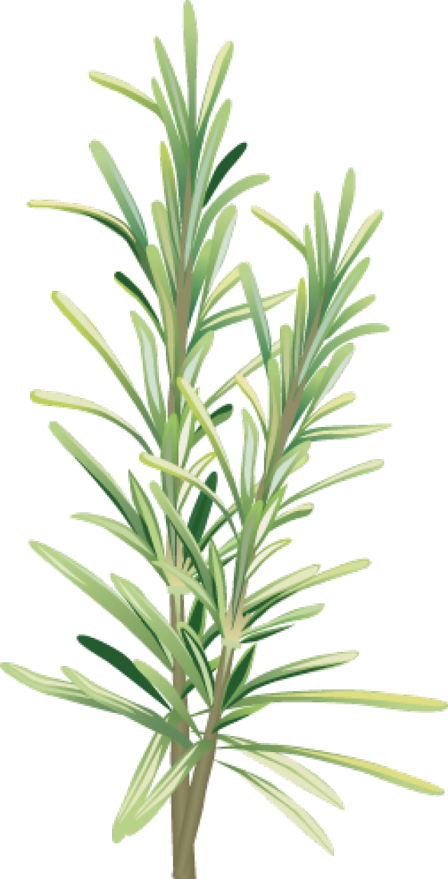Free Rosemary Cliparts, Download Free Clip Art, Free Clip
